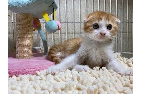 成約済の千葉県のスコティッシュフォールド-30603の9枚目
